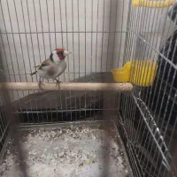 سهره و فنچ بنگالی