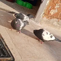 کفتر سینه ای|پرنده|پاکدشت, خاتون آباد|دیوار