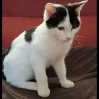 بچه گربه 4 ماهه|گربه|تهران, شهرک آزمایش|دیوار