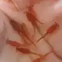 نوزاد ارتیمیا