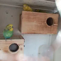 لانه مخصوص مرغ عشق و فنچ برای تخم گذاری|لوازم جانبی حیوانات|گلوگاه بابل (گلیا), |دیوار