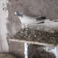 طوقی ککلی|پرنده|اردبیل, |دیوار