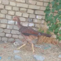 خروس لاری