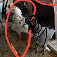 کفتر پرشی|پرنده|مبارکه, |دیوار