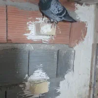 کبوتر رنگی|پرنده|مینودشت, |دیوار