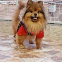 سگ پامر خرسی نر