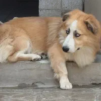 هاسکی پاکوتاه|سگ|دورود, |دیوار