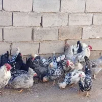 تخم مرغ نطفه دارگلین اصل
