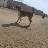 سگ گله