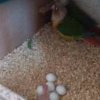 جفت گرینچیک بالغ