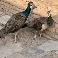 طاووس رفسنجان|پرنده|کرمان, |دیوار