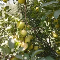 فروشی نهال و صنوبرستان|حراج|مهاباد (آذربایجان غربی), |دیوار