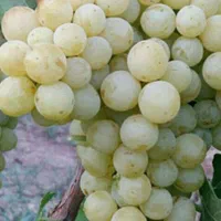 باغ ویلا 60میلیون تومان،اقساط و 100متر زمین رایگان|فروش زمین و ملک کلنگی|خمین, |دیوار