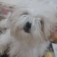 سگ سوپر فلت ۸ ماهه فقط ۱۰ تومان