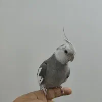 یک جفت عروس هلندی|پرنده|قم, طلاب غیر ایرانی|دیوار