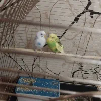 یک جفت مرغ وعشق نر وماده در حال تخم گذاری