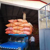 کاه عدس سبز ۷ باردان در اهر