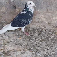 کبوتر|پرنده|آبیک, |دیوار