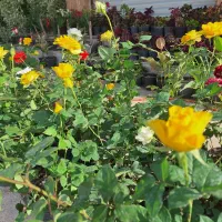 گل رز . روزمادر. طبیعی آپارتمانی