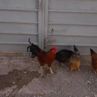 خروس و دو مرغ تخم گذار