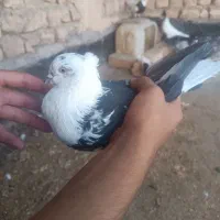 کفتر|پرنده|قم, شهرک امام حسن|دیوار