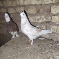 کفتر|پرنده|یزد, |دیوار