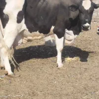 گاو شیری|حیوانات مزرعه|هامون, |دیوار