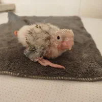 گرینچیک سرلاکی