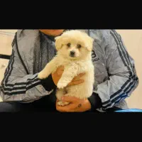 سگ پامرین خرسی