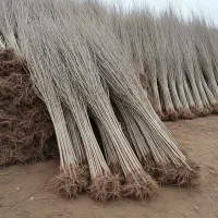 فروش نهال صنوبر آغ گواخ، مناسب درآمد میلیاردی|خدمات باغبانی و درختکاری|رشت, پیرسرا|دیوار