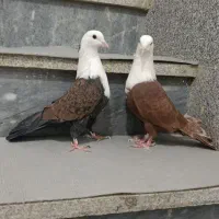 کبوتر کربلایی