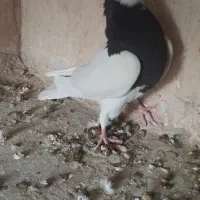 جوجه طوقی