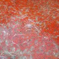 ماهی قرمز|ماهی|گنبد کاووس, |دیوار