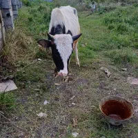 ورزاکوله|حیوانات مزرعه|سنگر, |دیوار