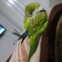 طوطی راحب
