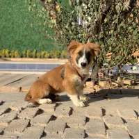 واگذاری توله سگ پاکوتاه نر|سگ|کرج, فاز ۱ مهرشهر|دیوار