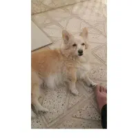 واگزاری رایگان سگ اشپیتز پامرین ۹ساله