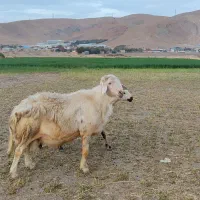 قوچ سفید سیمینتال و قوچ سیاه افشاری بی‌گوش