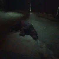 سگ شکاری