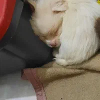 سگ اسپانیل تبتی|سگ|قم, صفائیه|دیوار