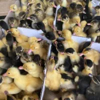 اردک وگلپایگانی (محلی)و رنگی