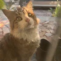 گربه درجه ۱