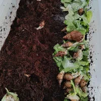 حلزون|خزنده|کاشان, باغ ماجد|دیوار