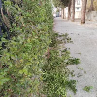 سم پاشی و هرس کاری و تمام کار های باغ