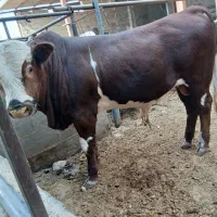 گوساله چاق|حیوانات مزرعه|فردوسیه, |دیوار