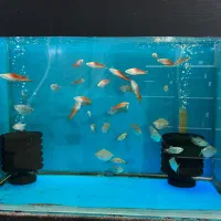 ماهی آکواریم آبنوس|ماهی|قم, هفت تیر|دیوار