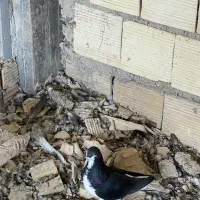 کبوتر شهری|پرنده|شیراز, شهرک والفجر|دیوار