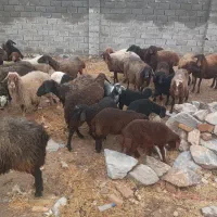 میش بره شیشک