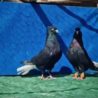 جفت اشعل نر و ماده نر ۱۳ دم ماده ۱۶ دم