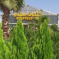 کاج کامیس خمره ای و نوکدار